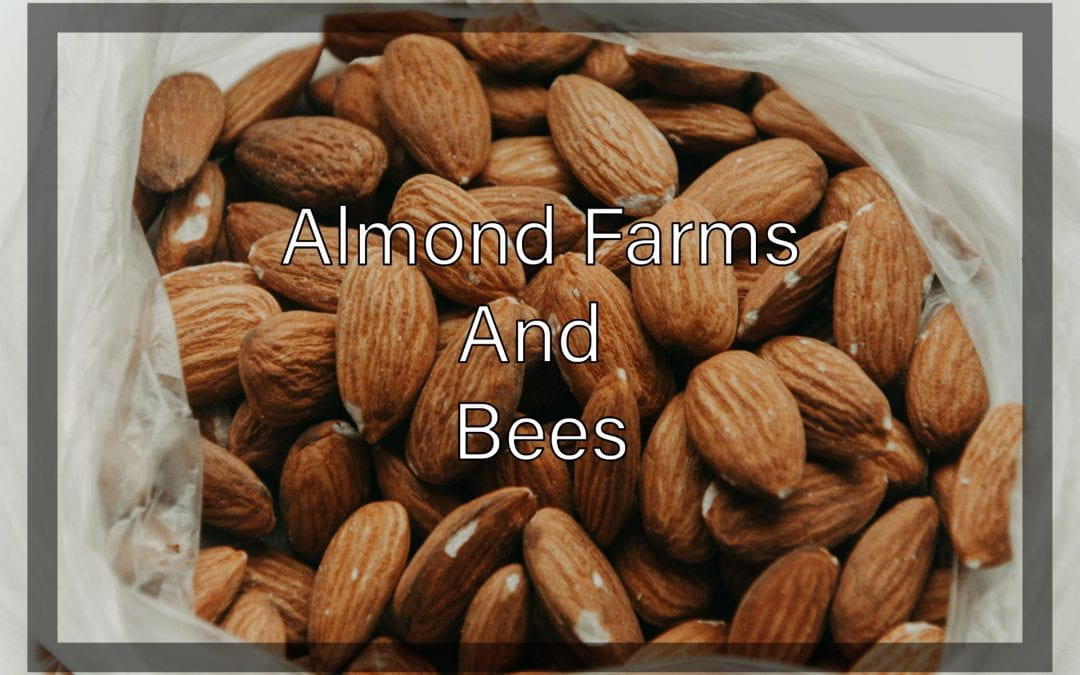Weekly Beesearch: Almonds are Killing the Bees