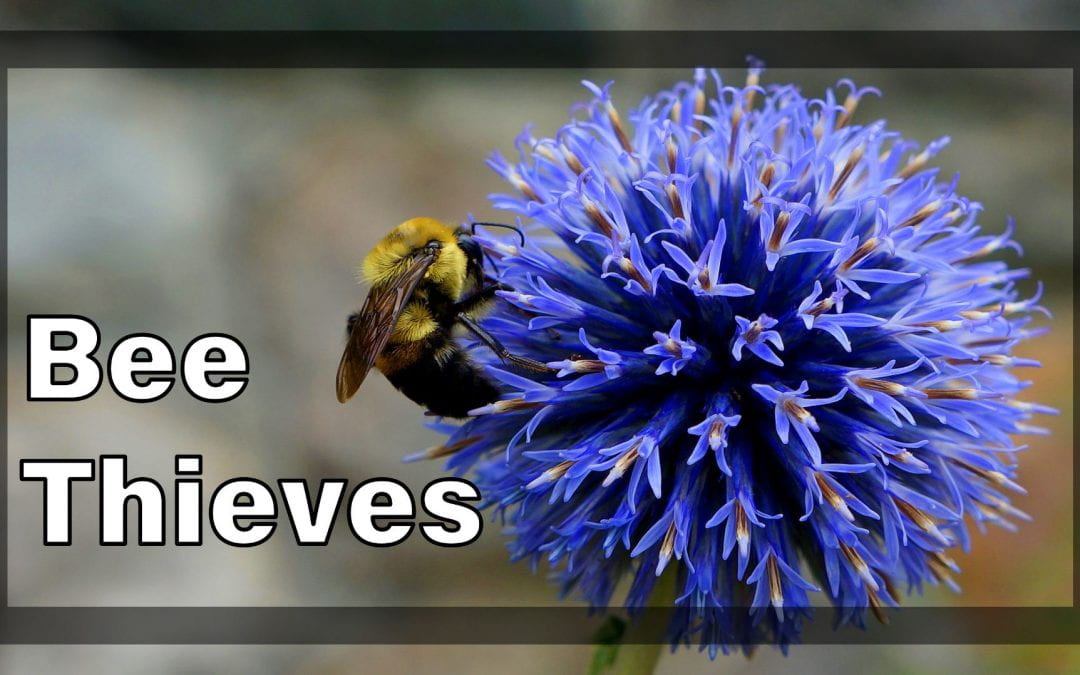 Weekly Beesearch: Bee Thieves