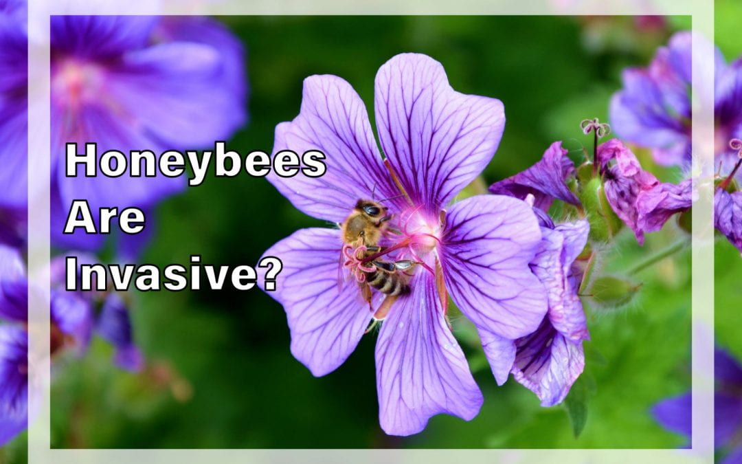 Weekly Beesearch: Invasive Species Alert!
