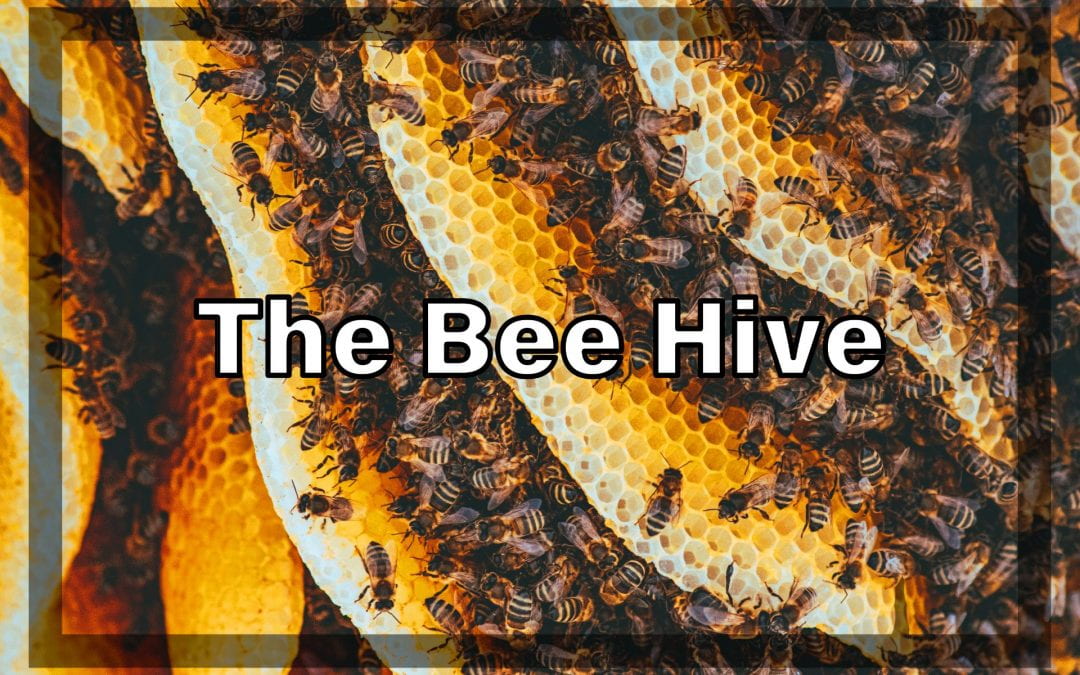 Weekly Beesearch: What’s In a Beehive?